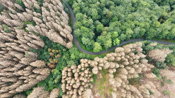 Borkenkäfer-Befall am Stamm
