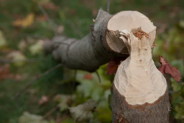 Baumstumpf im Wald